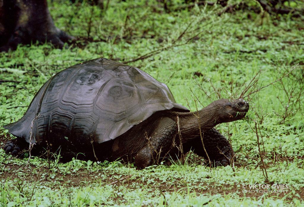 Galapago (Isabela)